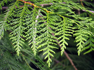 western redcedar needles graphic